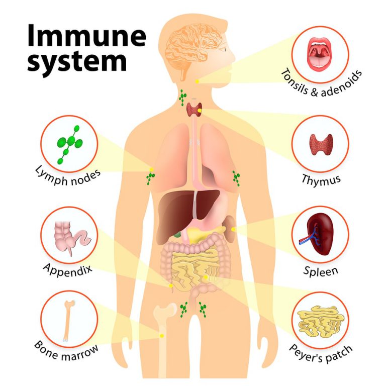 cod and the immune system