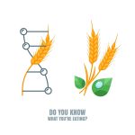 what are GMO foods