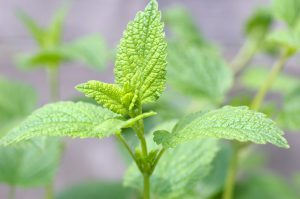 best medicinal herbs