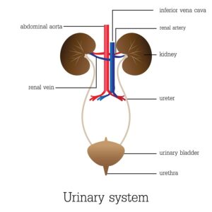 natural remedies for cystitis