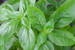 basil essential oil for allergies