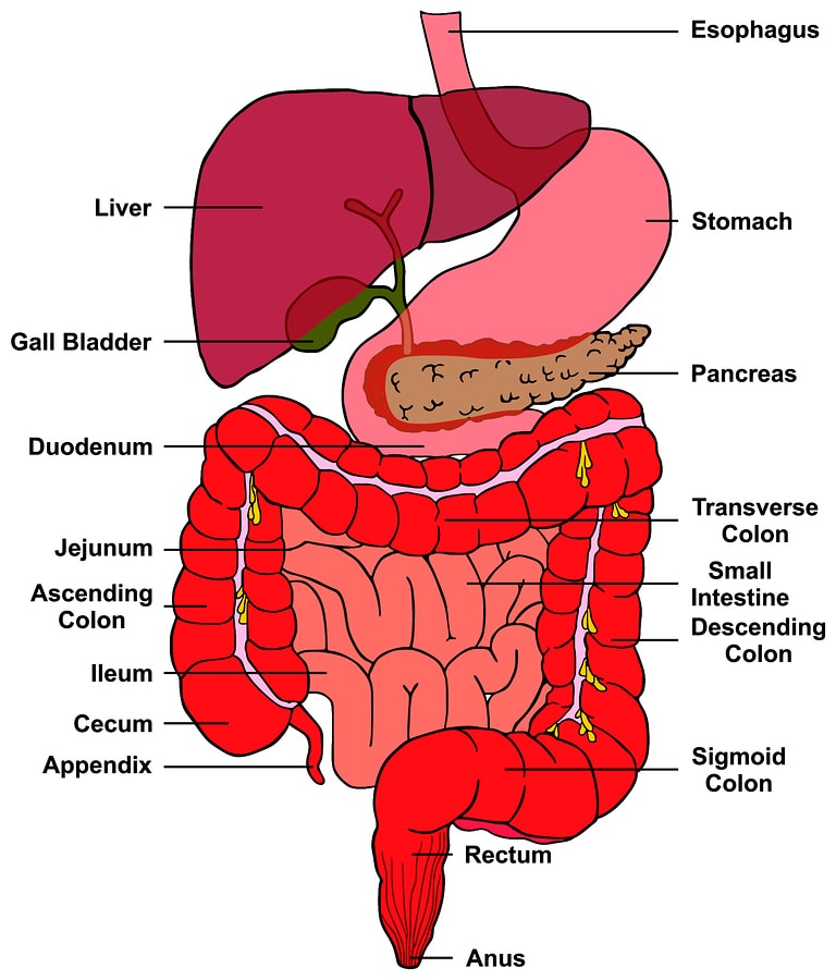 how to cleanse the liver