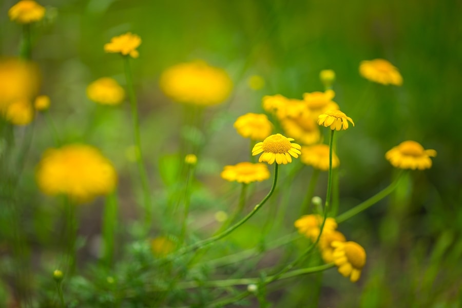 essential oils for mental health