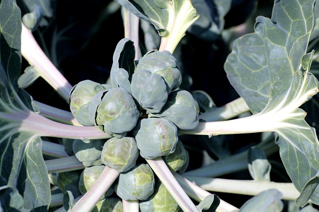 Brussels Sprouts for fall nutrition (image)