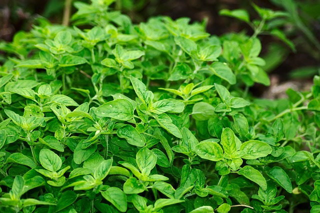 10 easiest herbs to grow