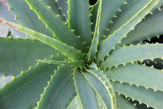 aloe vera - home treatment for burns