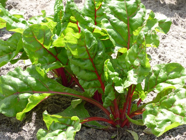 10 easiest vegetables to grow in your garden