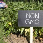 what are GMOs