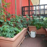 how to grow tomatoes in containers