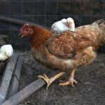 raise chickens,how to raise chickens, how to raise chickens for beginners,how to raise chickens at home