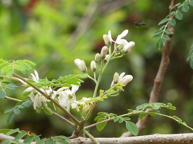 health benefits of moringa