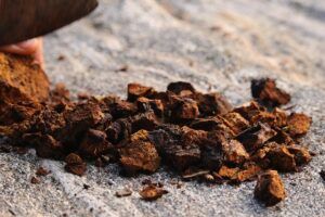 health benefits of chaga mushrooms