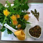 health benefits of dandelion root