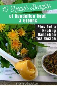 benefits of dandelion root 