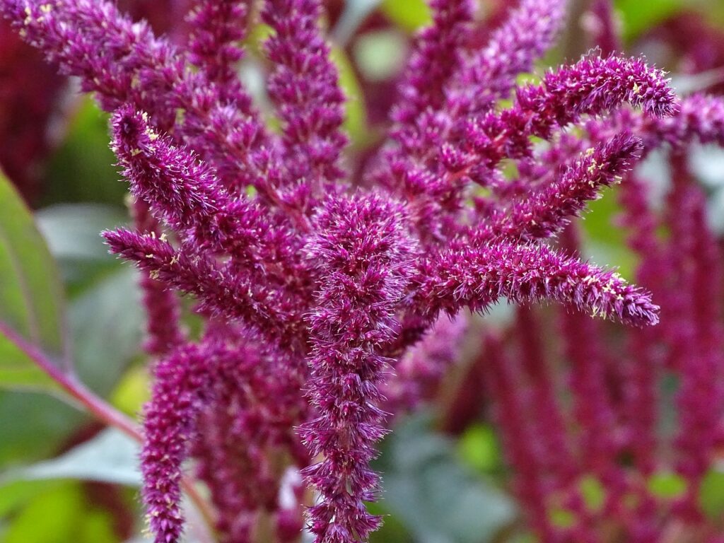 what is Amaranth Seed