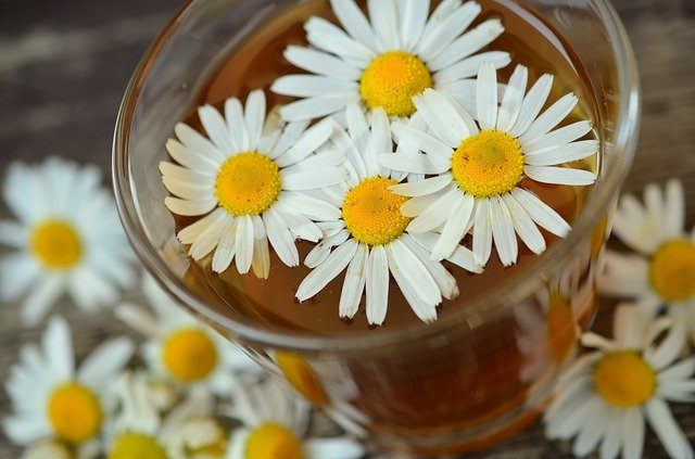 chamomile image