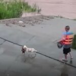 mother dog saves puppy from floods, mother dog saves puppy from floods video, mother dog saves puppy from floods video china