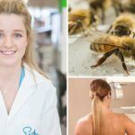 bee venom kills breat cancer cells, Venom from honeybees KILLS breast cancer cells