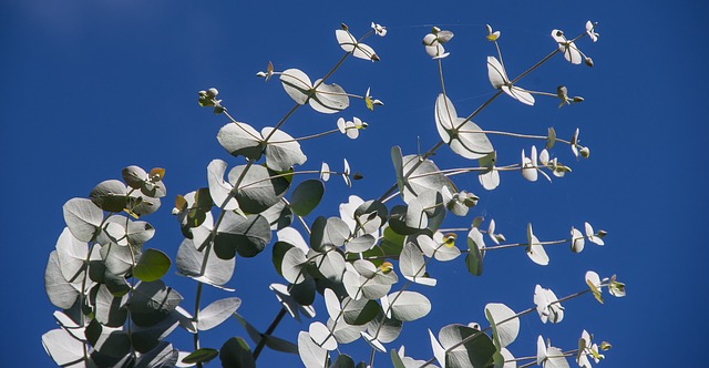 Eucalyptus essential oil for allergies