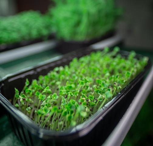 vegetable growing kits
