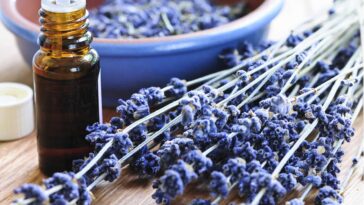 lavender calming herb for children (image)