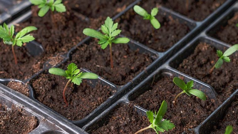 how to grow plants from seed