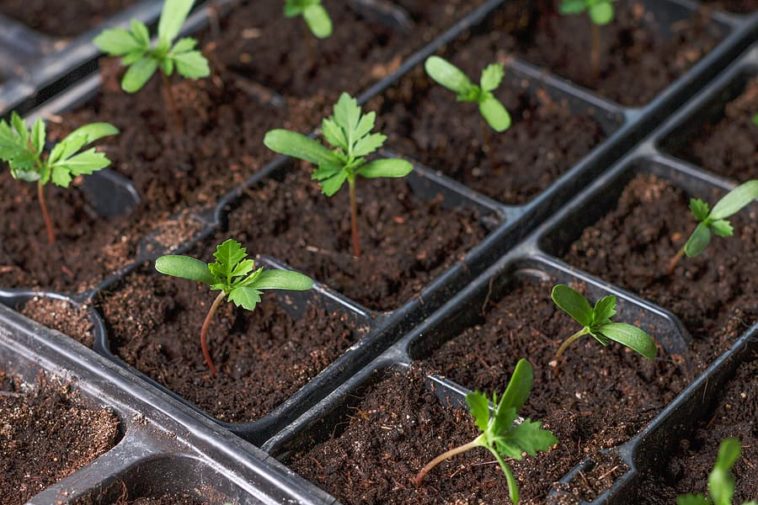 how to grow plants from seed