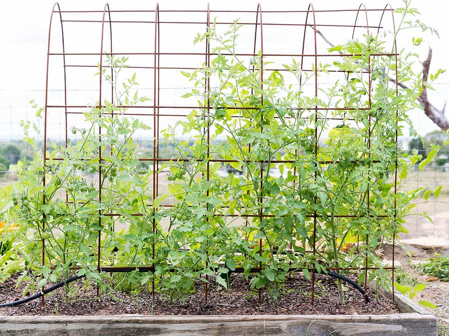 garden trellis to save space and grow vertically