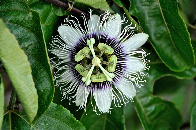 passionflower image
